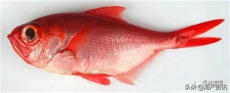 紅色魚種類 貫井半左